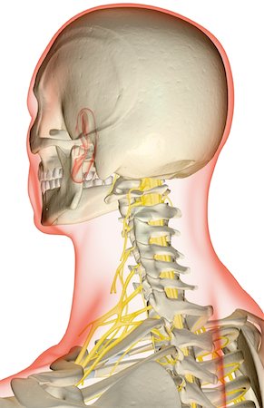 simsearch:671-02098304,k - The nerves of the neck Stock Photo - Premium Royalty-Free, Code: 671-02093812