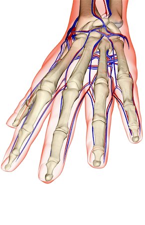 skeleton hand - The blood supply of the hand Stock Photo - Premium Royalty-Free, Code: 671-02093834