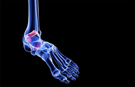 foot skeleton image - The bones of the foot Stock Photo - Premium Royalty-Free, Code: 671-02093847