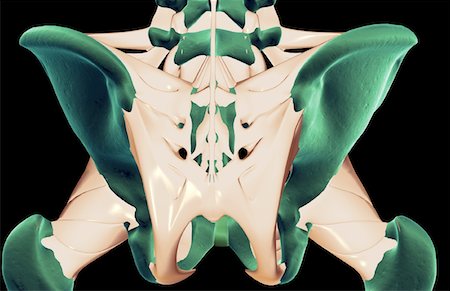 The ligaments of the pelvis Stock Photo - Premium Royalty-Free, Code: 671-02093867