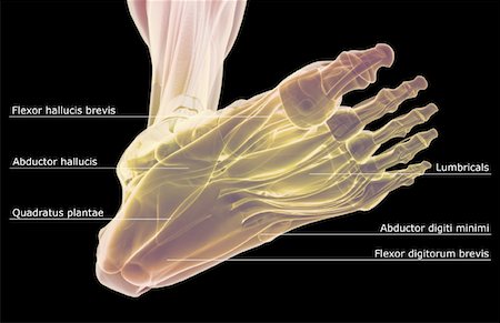 simsearch:671-02096126,k - The muscles of the foot Stock Photo - Premium Royalty-Free, Code: 671-02093873