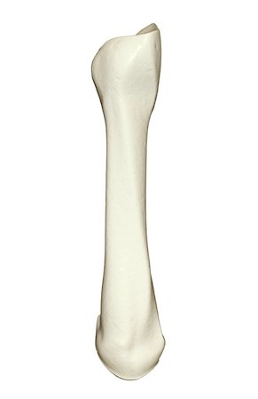 The bones of the finger Stock Photo - Premium Royalty-Free, Code: 671-02093905