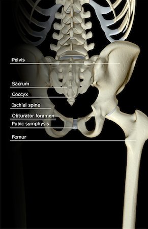 simsearch:671-02098011,k - The bones of the pelvis Foto de stock - Sin royalties Premium, Código: 671-02093901