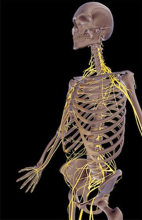 The nerves of the upper body Stock Photo - Premium Royalty-Free, Code: 671-02093917