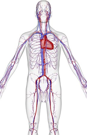 simsearch:671-02097409,k - The blood supply of the upper body Foto de stock - Sin royalties Premium, Código: 671-02093910