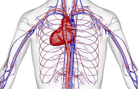 arteries and veins of the upper body