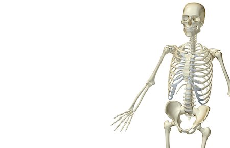 simsearch:671-02097189,k - The bones of the upper body Foto de stock - Sin royalties Premium, Código: 671-02093920