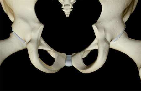 simsearch:671-02098011,k - The bones of the pelvis Foto de stock - Sin royalties Premium, Código: 671-02093939