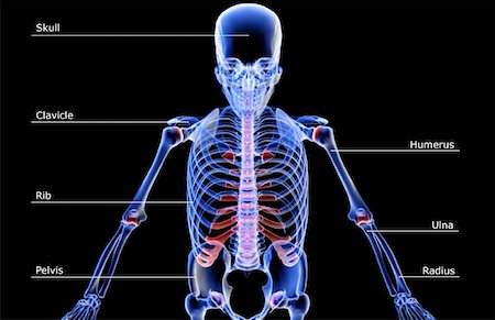 simsearch:671-02095586,k - The bones of the upper body Stock Photo - Premium Royalty-Free, Code: 671-02093944