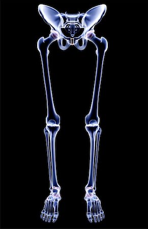 The bones of the lower body Foto de stock - Sin royalties Premium, Código: 671-02093945