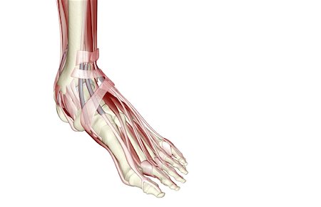 simsearch:671-02094652,k - The muscles of the foot Stock Photo - Premium Royalty-Free, Code: 671-02093940