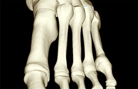 simsearch:671-02093078,k - The bones of the foot Stock Photo - Premium Royalty-Free, Code: 671-02093956