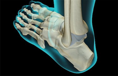 The bones of the foot Stock Photo - Premium Royalty-Free, Code: 671-02093983