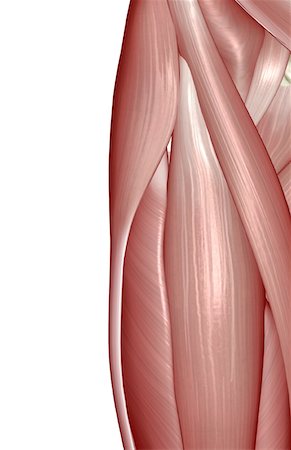 psoas major - The muscles of the hip Stock Photo - Premium Royalty-Free, Code: 671-02093992