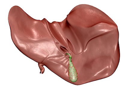 The liver and the gallbladder Stock Photo - Premium Royalty-Free, Code: 671-02100011