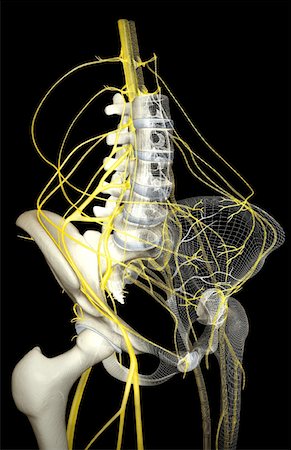 système nerveux - Innervation du bassin Photographie de stock - Premium Libres de Droits, Code: 671-02100058