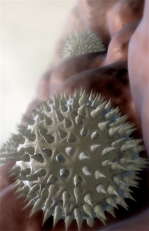 pollen - Pollen Photographie de stock - Premium Libres de Droits, Code: 671-02100052