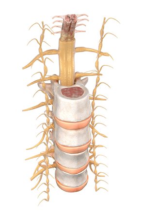 The spinal cord Foto de stock - Sin royalties Premium, Código: 671-02100150