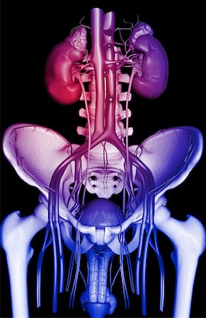 simsearch:671-02098853,k - The urinary system Foto de stock - Sin royalties Premium, Código: 671-02100172