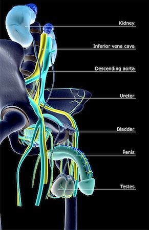 skeleton with black background - The urinary system Stock Photo - Premium Royalty-Free, Code: 671-02100182
