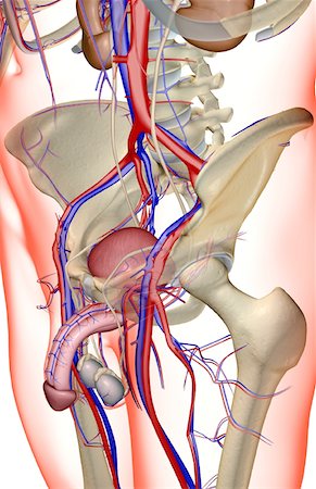 pelvis - The blood supply of the male reproductive organs Stock Photo - Premium Royalty-Free, Code: 671-02100211