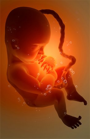 pregnancy illustrations - Embryonic development Foto de stock - Sin royalties Premium, Código: 671-02100213