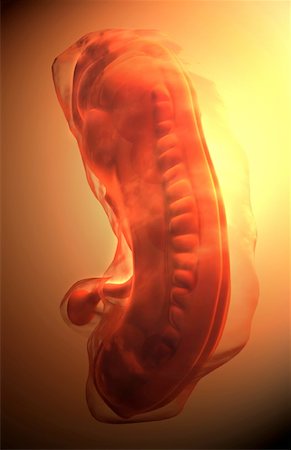 pregnancy illustrations - Embryonic development Foto de stock - Sin royalties Premium, Código: 671-02100258