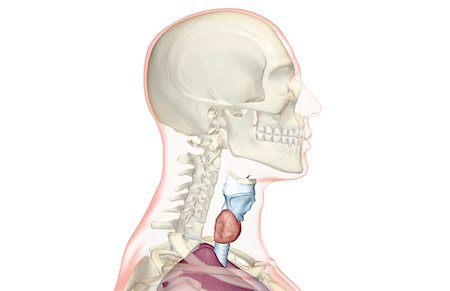 The larynx Foto de stock - Sin royalties Premium, Código: 671-02100252