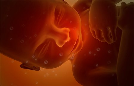 fetus - Embryonic development Foto de stock - Sin royalties Premium, Código: 671-02100275