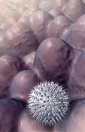 pollen - Pollen Photographie de stock - Premium Libres de Droits, Code: 671-02100285