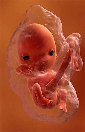 pregnancy illustrations - Embryonic development Foto de stock - Sin royalties Premium, Código: 671-02100295