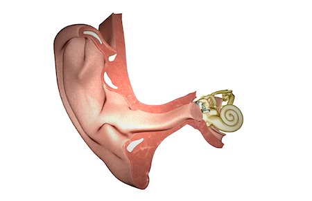 simsearch:671-02101009,k - Anatomie de l'oreille Photographie de stock - Premium Libres de Droits, Code: 671-02100298