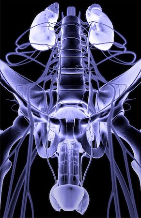 penis on people - Nerve supply of the urinary system Stock Photo - Premium Royalty-Free, Code: 671-02100342