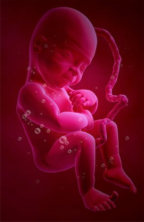 simsearch:671-02100796,k - Embryonic development Foto de stock - Sin royalties Premium, Código: 671-02100353