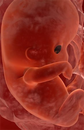 pregnancy illustrations - Embryonic development Foto de stock - Sin royalties Premium, Código: 671-02100361