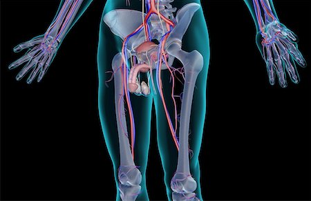 simsearch:671-02095935,k - L'approvisionnement en sang des organes reproducteurs mâles Photographie de stock - Premium Libres de Droits, Code: 671-02100389