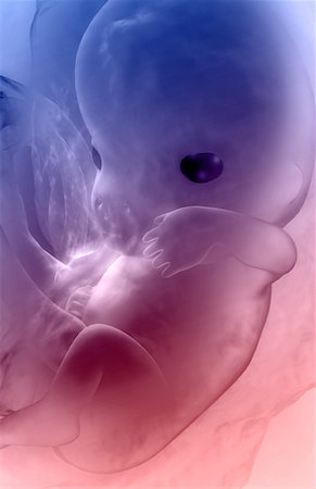 pregnancy illustrations - Embryonic development Foto de stock - Sin royalties Premium, Código: 671-02100400