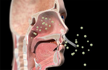 pollen - Rhume des foins Photographie de stock - Premium Libres de Droits, Code: 671-02100502