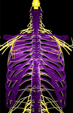 simsearch:671-02092292,k - Nerves of the upper body Stock Photo - Premium Royalty-Free, Code: 671-02100514