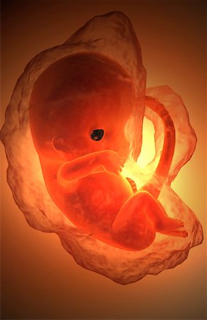 Embryonic development Stock Photo - Premium Royalty-Free, Code: 671-02100534