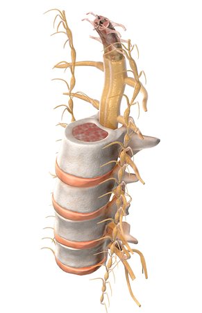 The spinal cord Foto de stock - Sin royalties Premium, Código: 671-02100574
