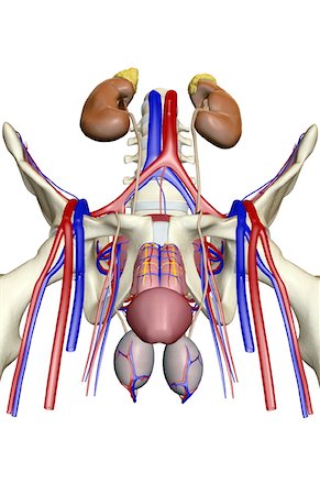 simsearch:671-02100134,k - The urinary system Stock Photo - Premium Royalty-Free, Code: 671-02100598