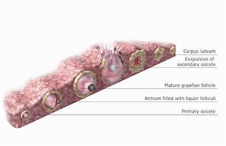 simsearch:671-02101416,k - Folliculogenesis and oogenesis Stock Photo - Premium Royalty-Free, Code: 671-02100618