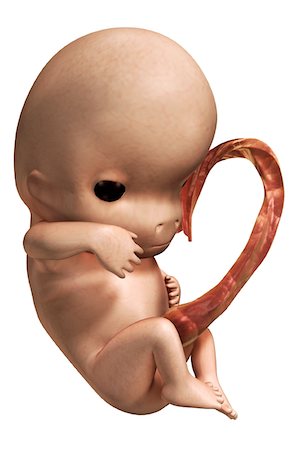 pregnancy illustrations - Embryonic development Foto de stock - Sin royalties Premium, Código: 671-02100626