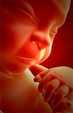 simsearch:671-02100796,k - Embryonic development Foto de stock - Sin royalties Premium, Código: 671-02100661