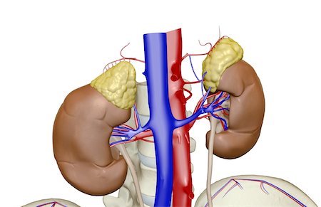 Blood supply of the kidneys Foto de stock - Sin royalties Premium, Código: 671-02100677