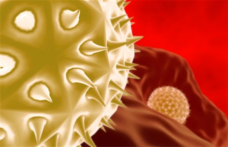 pollen - Pollen Photographie de stock - Premium Libres de Droits, Code: 671-02100690