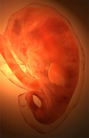 pregnancy illustrations - Embryonic development Foto de stock - Sin royalties Premium, Código: 671-02100723