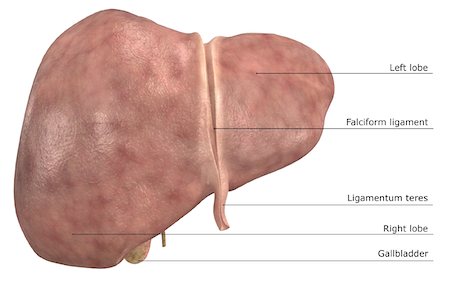 simsearch:671-02101509,k - The liver Stock Photo - Premium Royalty-Free, Code: 671-02100752