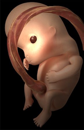 simsearch:671-02100796,k - Embryonic development Foto de stock - Sin royalties Premium, Código: 671-02100760